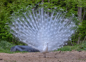 white peacock 

