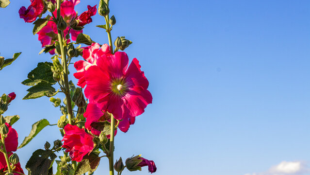 Flowers with a Blank Space for Text Over the Sky Background. 