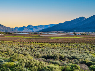 de doorns vineyards, Cape Winelands region, Breede Valley, Western Cape, South Africa