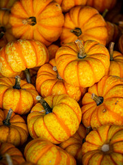 Multiple small decorative pumpkins with yellow and orange stripes