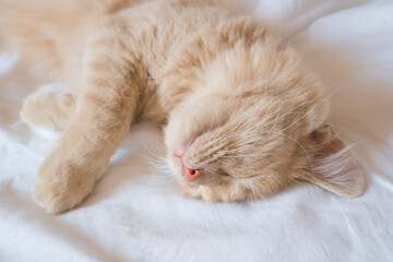 Ginger cat sleeps on a white blanket, cozy home and vacation concept, cute ginger or ginger kitten.