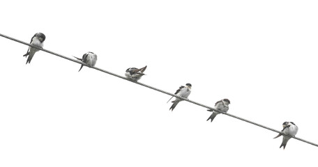 Western house martin on wire isolated on white, clipping path
