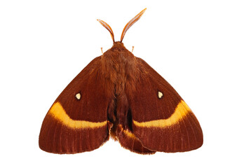 Oak Eggar moth male, Lasiocampa quercus isolated on white, clipping path, top view