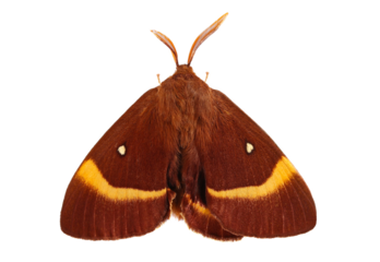 Oak Eggar moth male, Lasiocampa quercus isolated on white, clipping path, top view