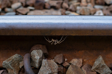 A large spider clings to the railroad tracks. He didn't seem afraid of any danger.