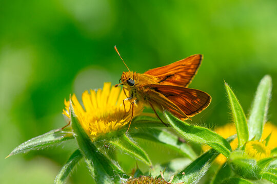Macro Photography of Moth on Twig of Plant.