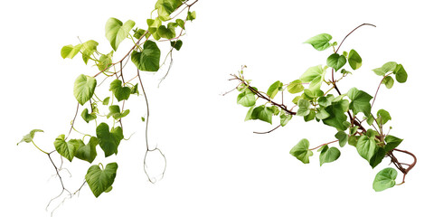 Png Set A climbing vine plant isolated on a transparent background with a clipping path - obrazy, fototapety, plakaty