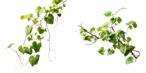 Png Set A climbing vine plant isolated on a transparent background with a clipping path