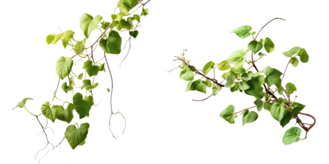  Png Set A climbing vine plant isolated on a transparent background with a clipping path © 2ragon