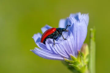 Fotobehang Macro shots, Beautiful nature scene.  Beautiful ladybug on leaf defocused background © blackdiamond67