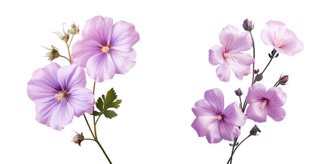 Png Set Malva flowers isolated on a transparent background create a natural floral background and serve as a floral design element