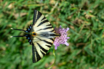Macro shots, Beautiful nature scene. Closeup beautiful butterfly sitting on the flower in a summer garden.