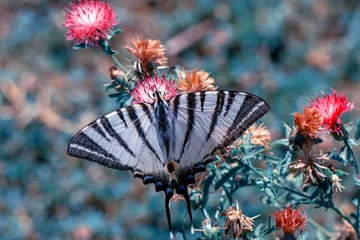 Tuinposter Macro shots, Beautiful nature scene. Closeup beautiful butterfly sitting on the flower in a summer garden. © blackdiamond67