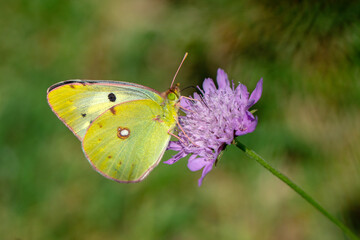 Macro shots, Beautiful nature scene. Closeup beautiful butterfly sitting on the flower in a summer garden.