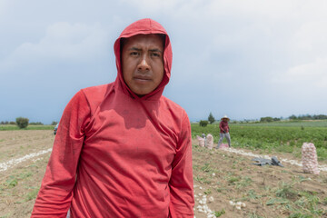 Portrait of an agricultural worker harvesting onions. A Hispanic agricultural worker in the midst of the onion crop harvest in a field