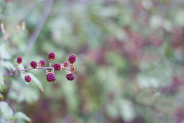 Detail of the unripe red fruits of a blackberry.  Rubus ulmifolius