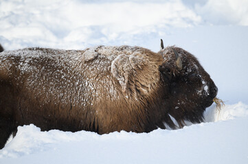 A frosty bison with grass in its mouth in deep snow at Yellowstone NP