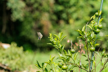 柑橘系の葉に卵を生む場所を探すアゲハ蝶