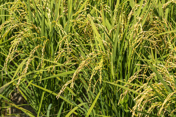 収穫前の垂れた稲穂