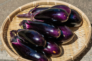 収穫された秋茄子