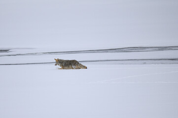 Coyote in deep snow next to river