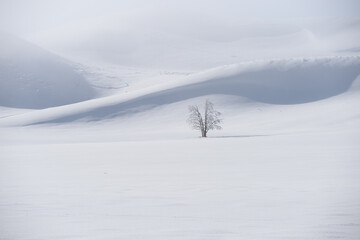 Fototapeta na wymiar Single leafless tree in snowy landscape with hills in background