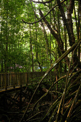 wooden bridge in the forest