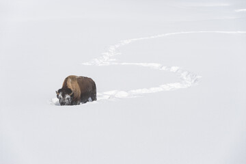 A bison pushing through deep snow leaves an S-shaped trail in the snow in Yellowstone NP