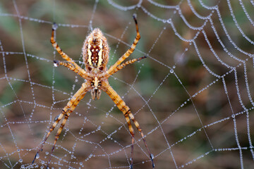 Banded garden spider on dew drop covered web.