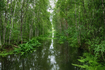 Fototapeta na wymiar Swamp in the forest