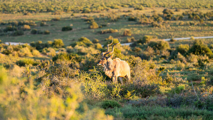 Kudu bull grazing in the meadow, Addo Elephant National Park, South Africa © Jose