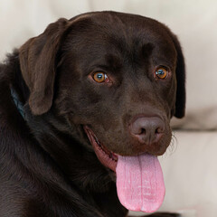 black labrador puppy