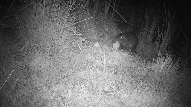 Nutria (Myocastor coypus) - Nachtaufnahme eines fressenden Tiers
