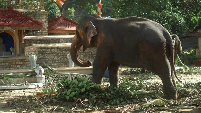 Real Sri Lankan Elephant in the field Traditional Perahara season in Kandy Sri Lanka 