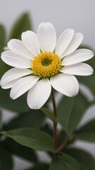 Fototapeta premium Exquisite Macro Shots of Flowers