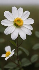 Fototapeta premium Exquisite Macro Shots of Flowers