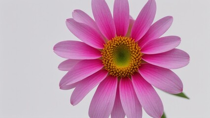 Obraz premium Stunning Macro Photography of Flowers