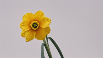 Macro Photography of Flowers