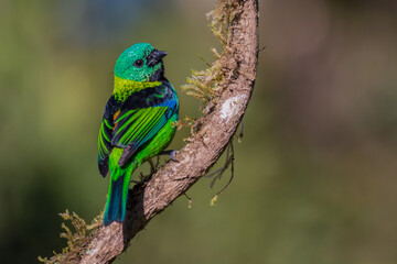 Green-headed Tanager (Tangara seledon) 