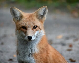 red fox vulpes close up portrait 