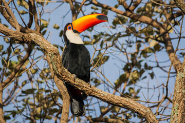 Toco Toucan (Ramphastos toco) 