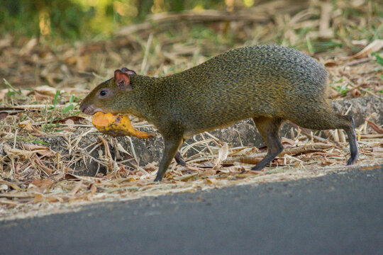 Common Agouti (Dasyprocta sp.) eating fruit