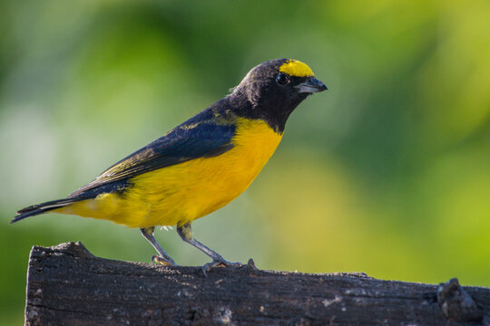 Purple-throated Euphonia (Euphonia chlorotica)