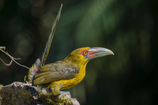 Saffron Toucanet (Pteroglossus bailloni) perched