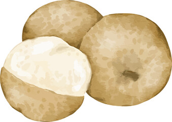 longan fruit   watercolor illustration isolated element