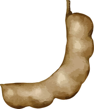 tamarind fruit   watercolor illustration isolated element