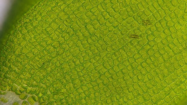 Ulva compressa cells at 840x magnification. Some diatom is attached to the surface. Live cells. Stacked photo