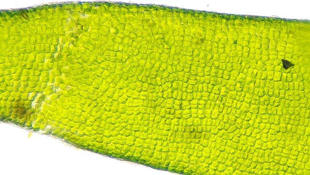 Seaweed Ulva compressa cells under the microscope. Fresh ample. 550x magnification. Focus stacked photo