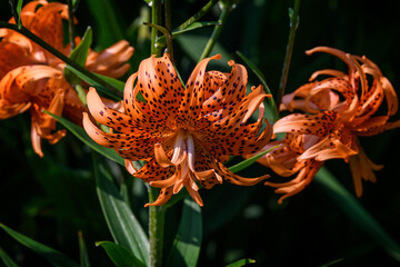 Bold Orange Tiger Lily