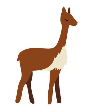 Cute vicuna vector illustration